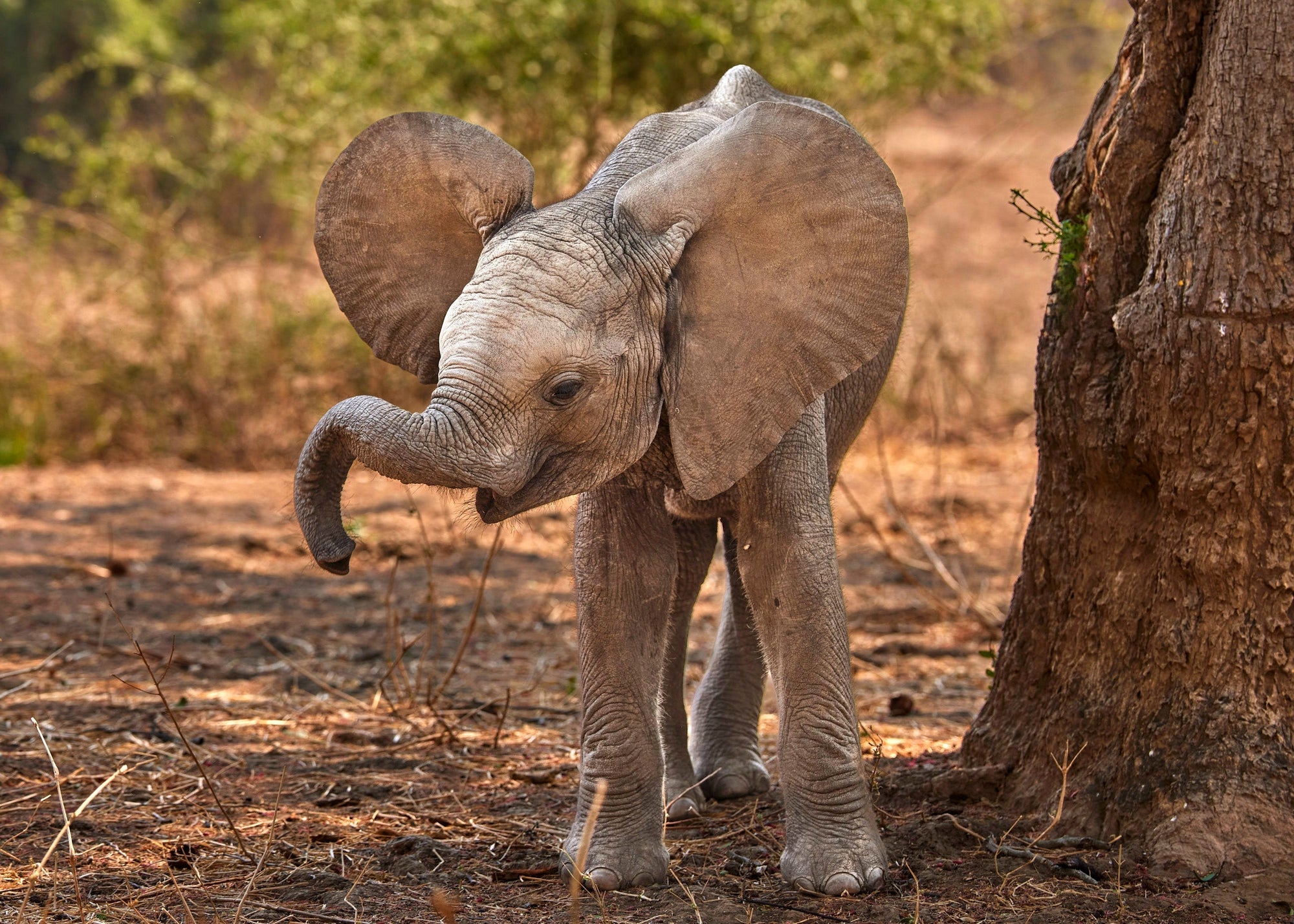 Just Too Cute