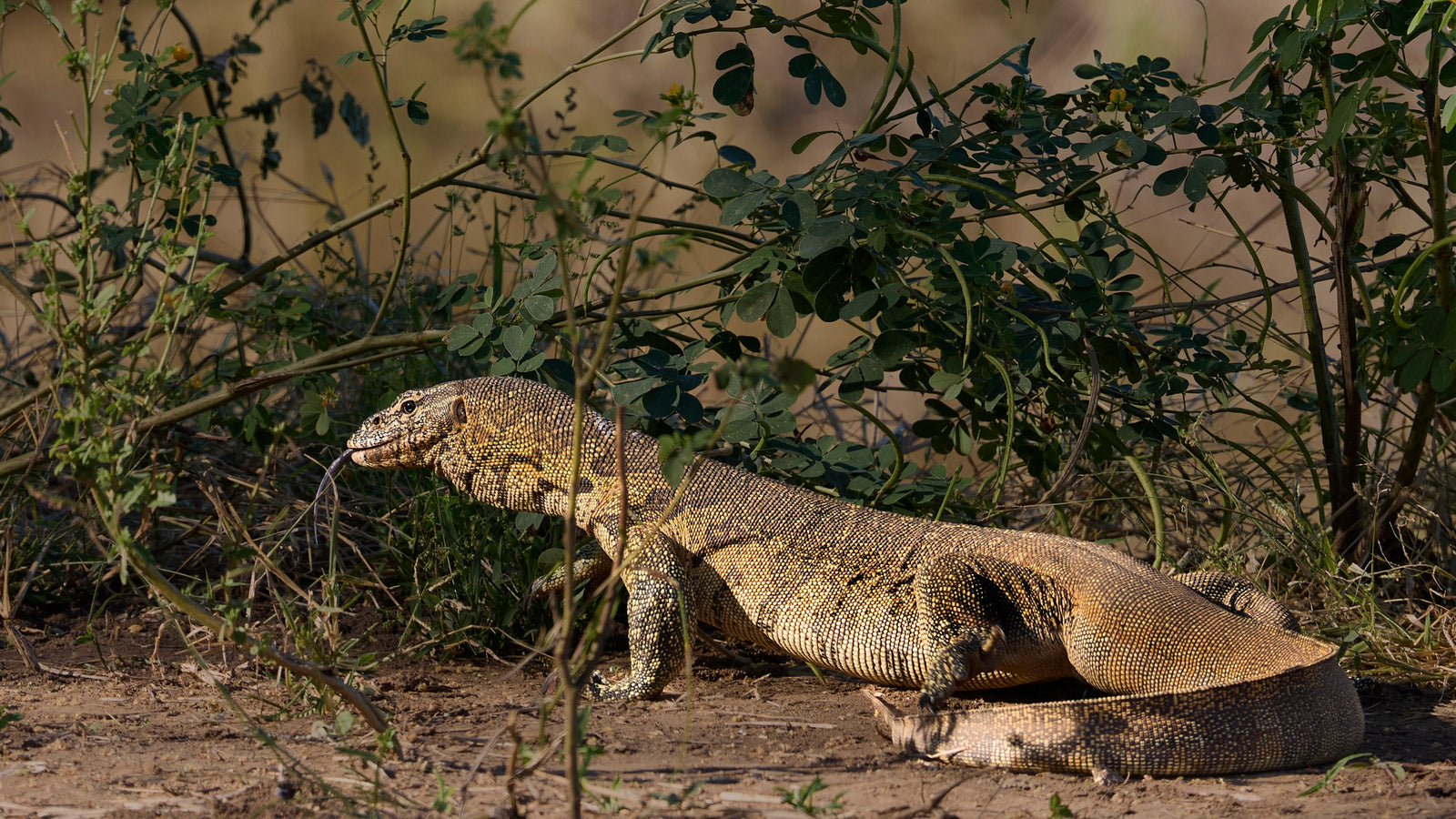 Nile Monitor Lizard