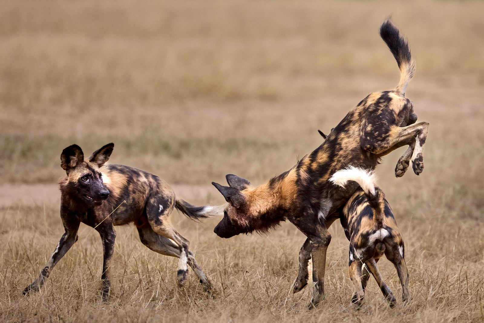 African Wild Dog