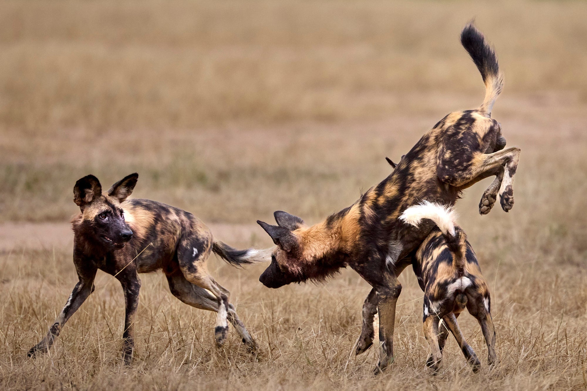 African Wild Dog