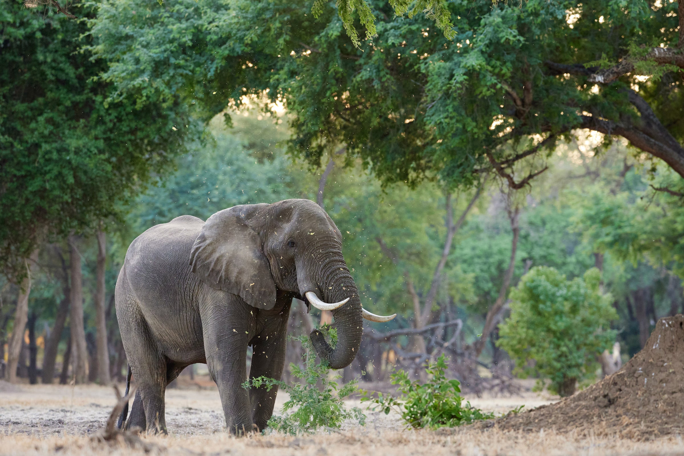 Gentle Giants
