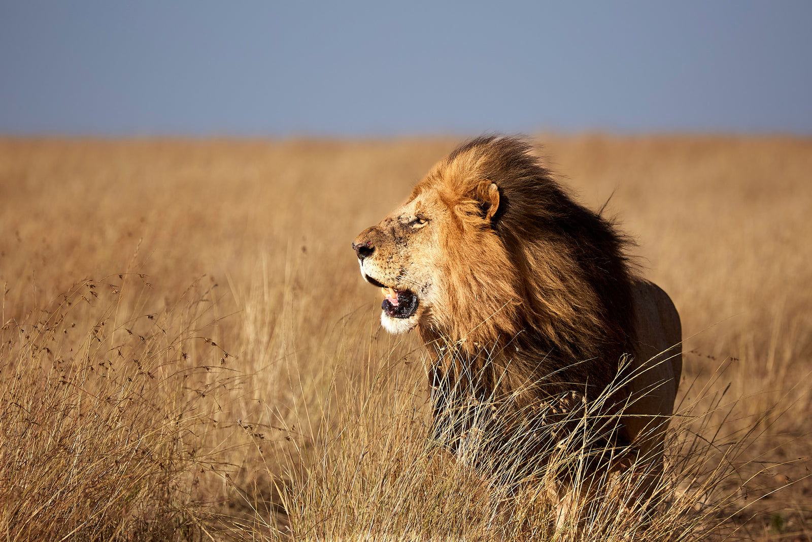 Male lion roaring in profile amid golden grass against a clear sky