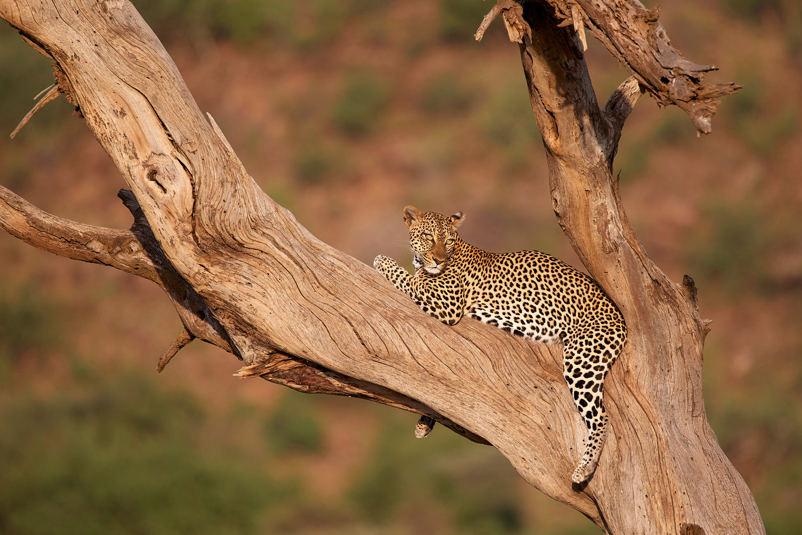 Leopard resting on a large dead tree branch, looking at camera with soft background
