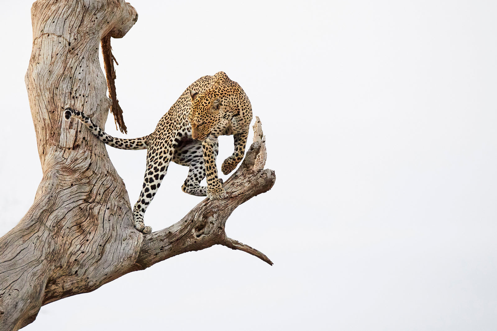Leopard climbing down a dead tree, crouched and poised against an overcast sky