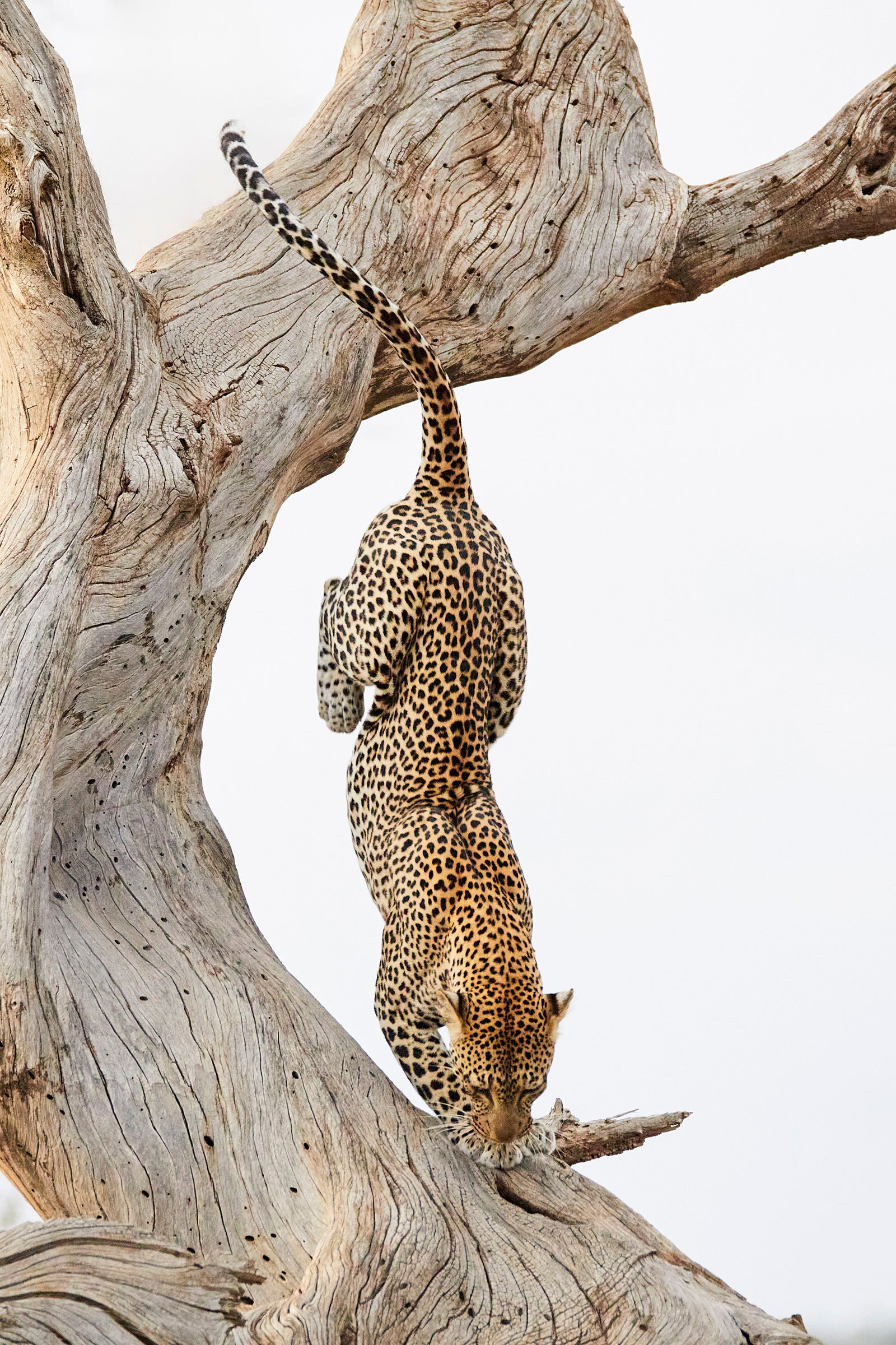 Leopard descending head-first down a pale dead tree trunk, tail raised