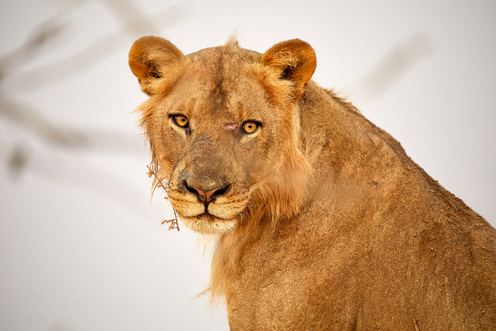 Lioness portrait looking directly at camera with intense golden eyes, warm light