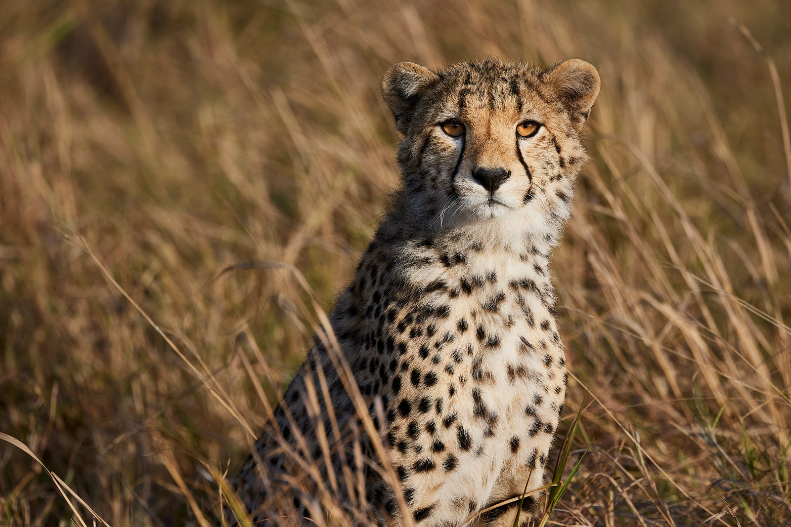 Young cheetah sitting upright in dry grass, looking over its shoulder at camera