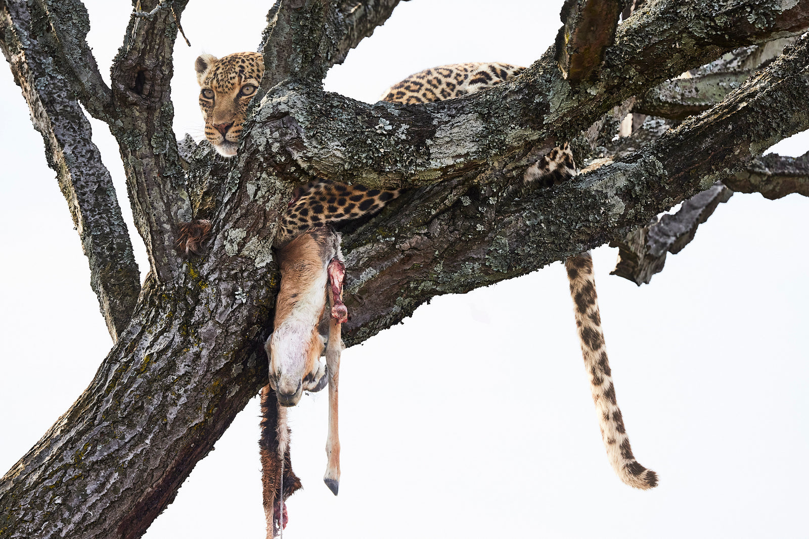 Leopard resting on a tree branch with its kill hanging below, overcast sky