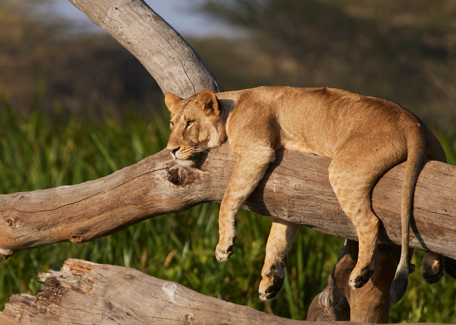 Lioness draped over a fallen log, chin resting on the wood, green reeds behind