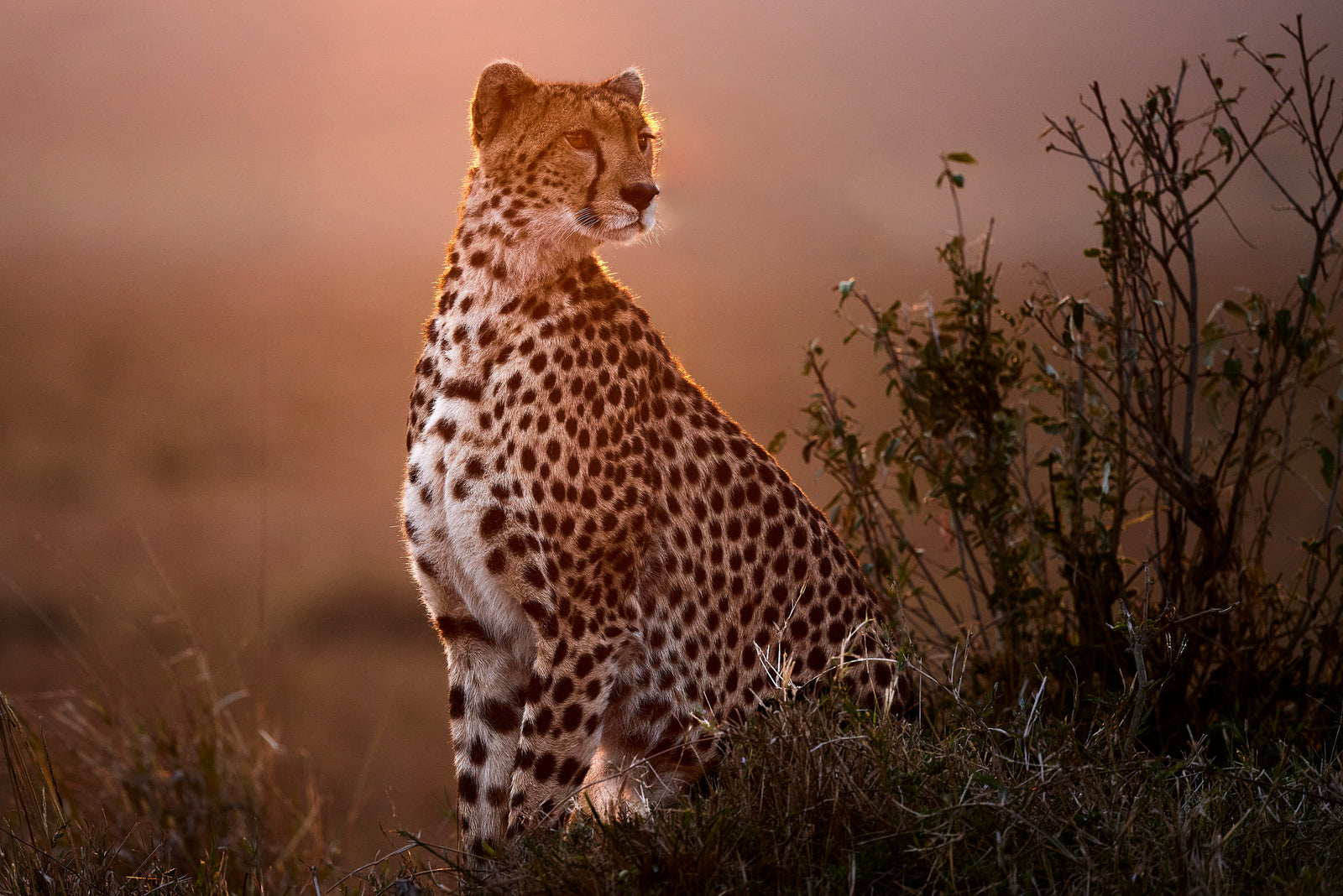 Cheetah sitting upright on a grassy mound, backlit by warm sunset glow