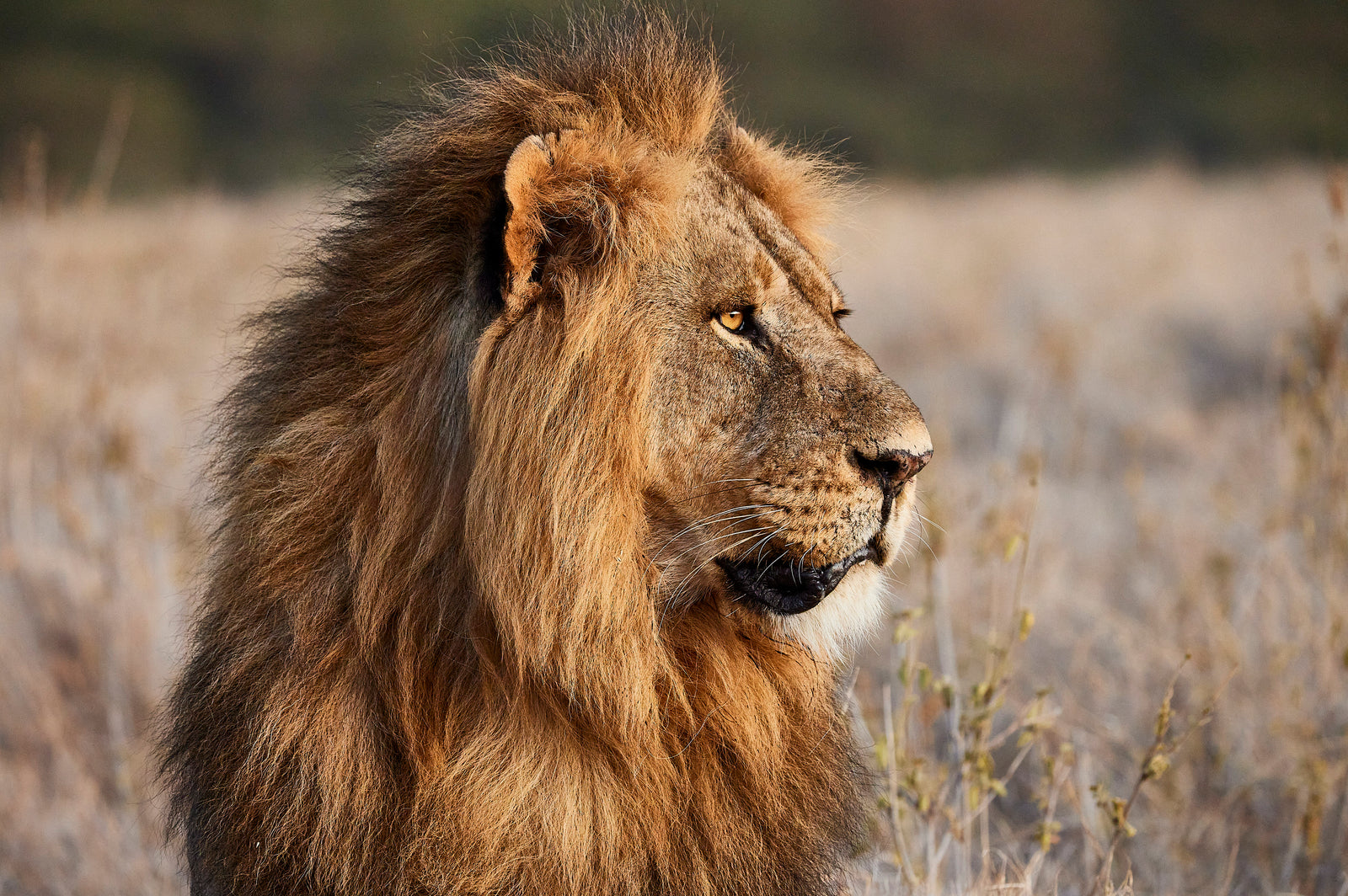 Male lion profile portrait with full dark mane in dry grassland
