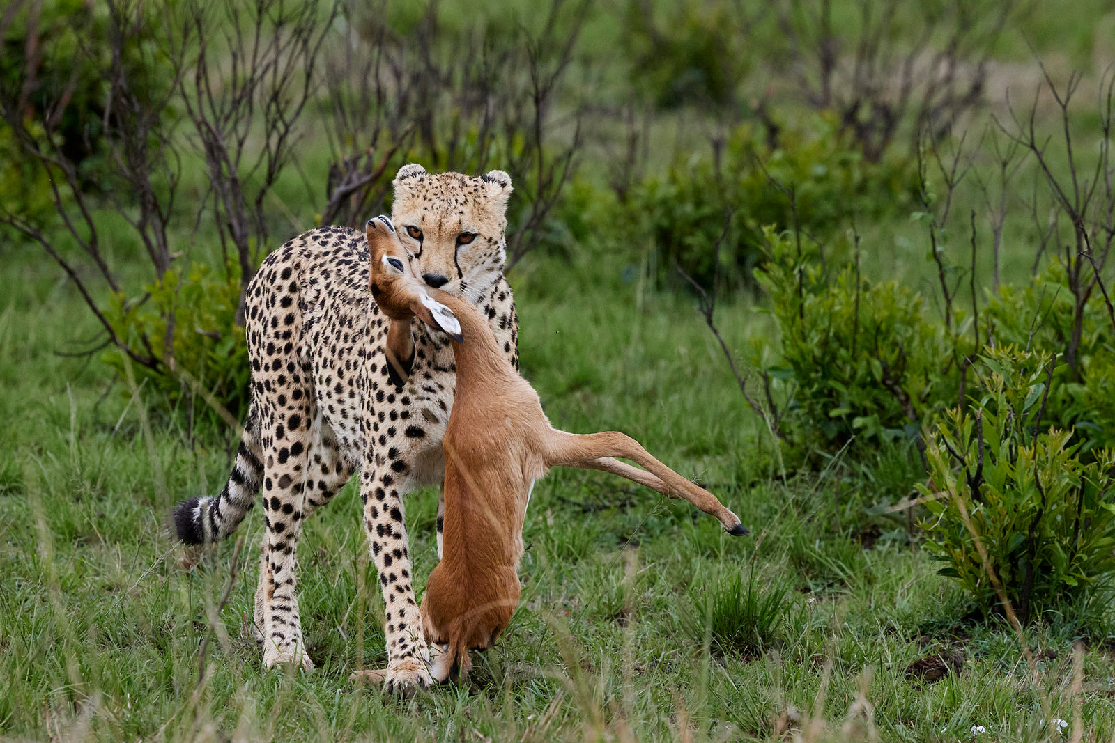 Cheetah carrying an impala kill in its jaws, walking through green scrub