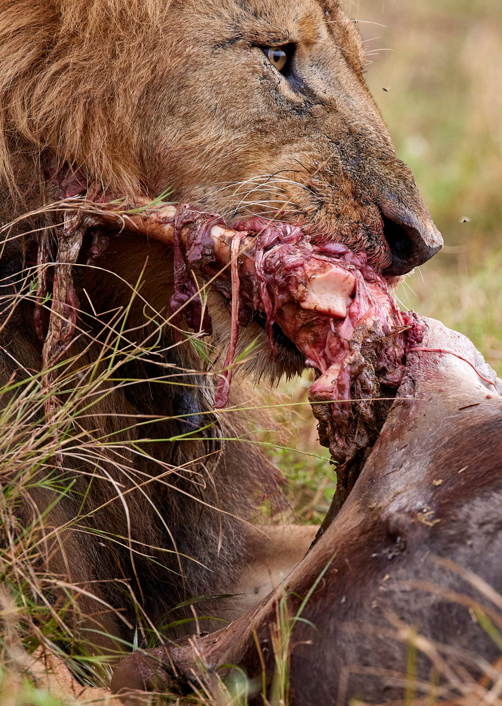 Male lion feeding on a buffalo carcass, close-up in tall grass
