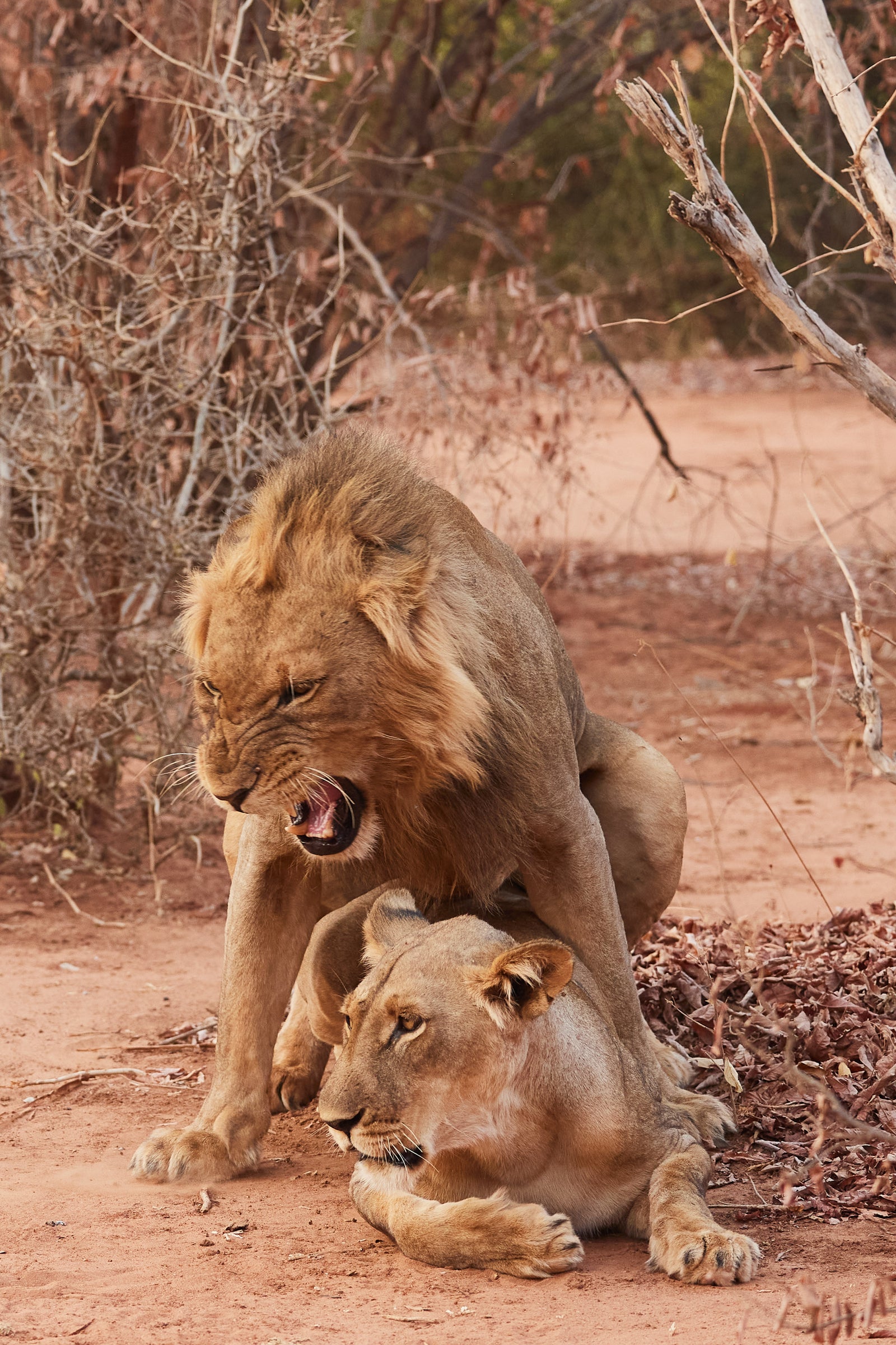 Male and female lions mating on red earth amid dry bush