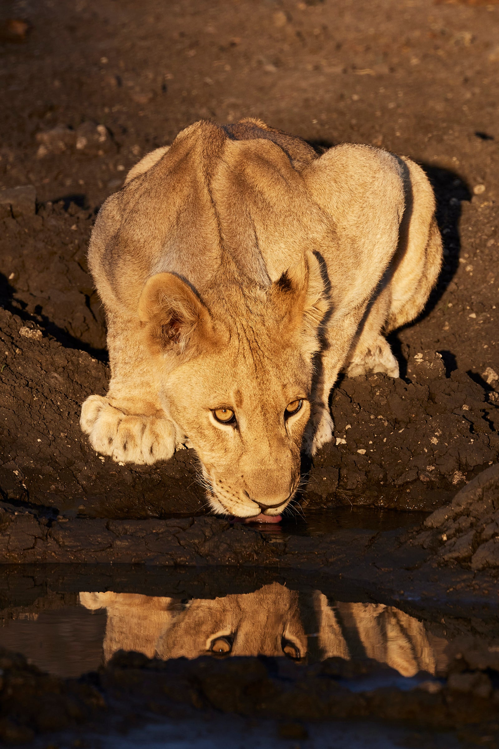 Young lioness crouching to drink from a muddy pool, reflection visible below