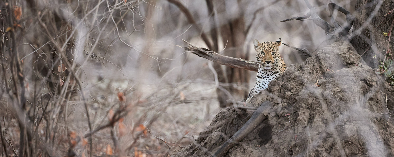Leopard peering from behind a rock on a termite mound, camouflaged in dry bush
