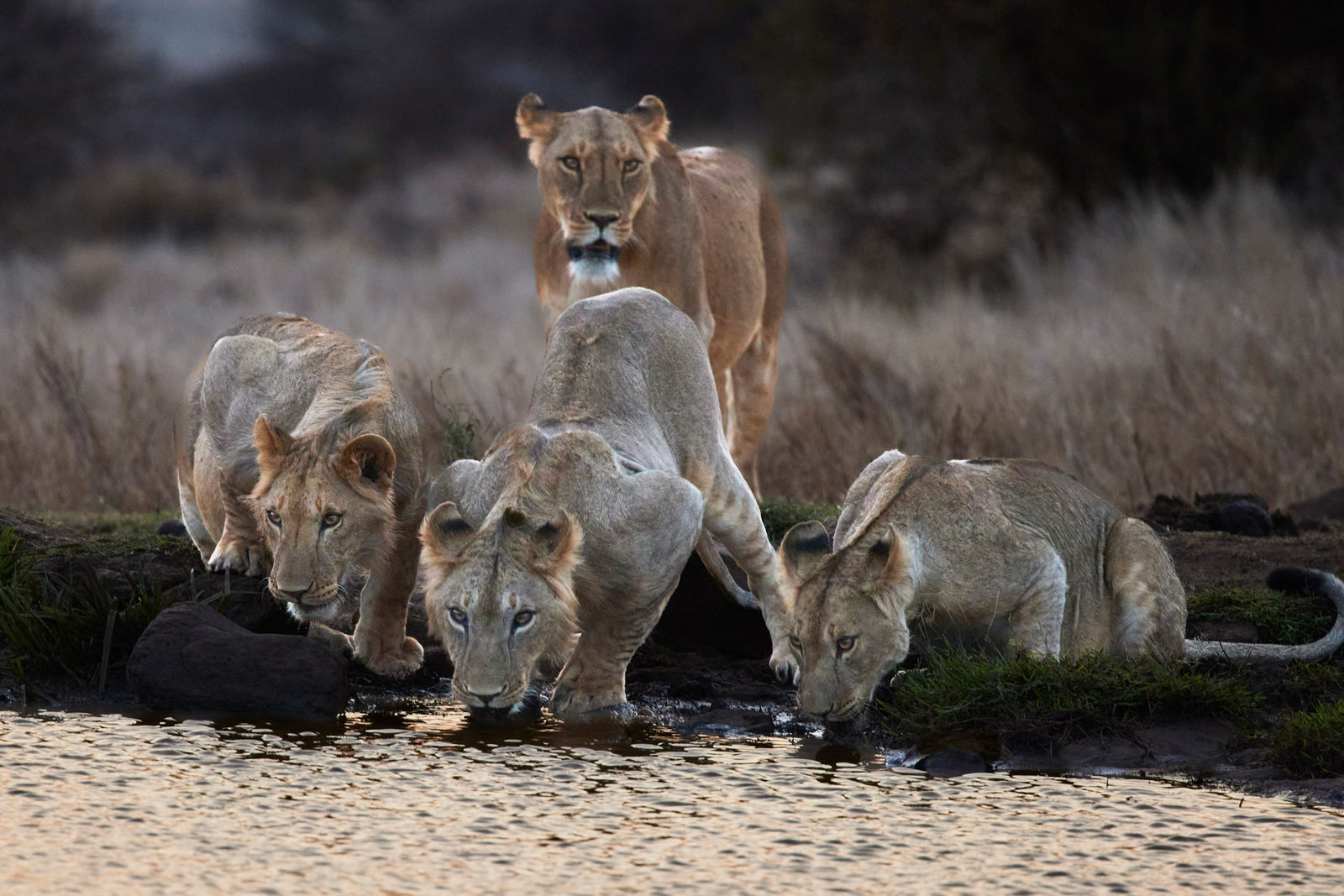 Lioness standing guard while three cubs drink at a waterhole at dusk