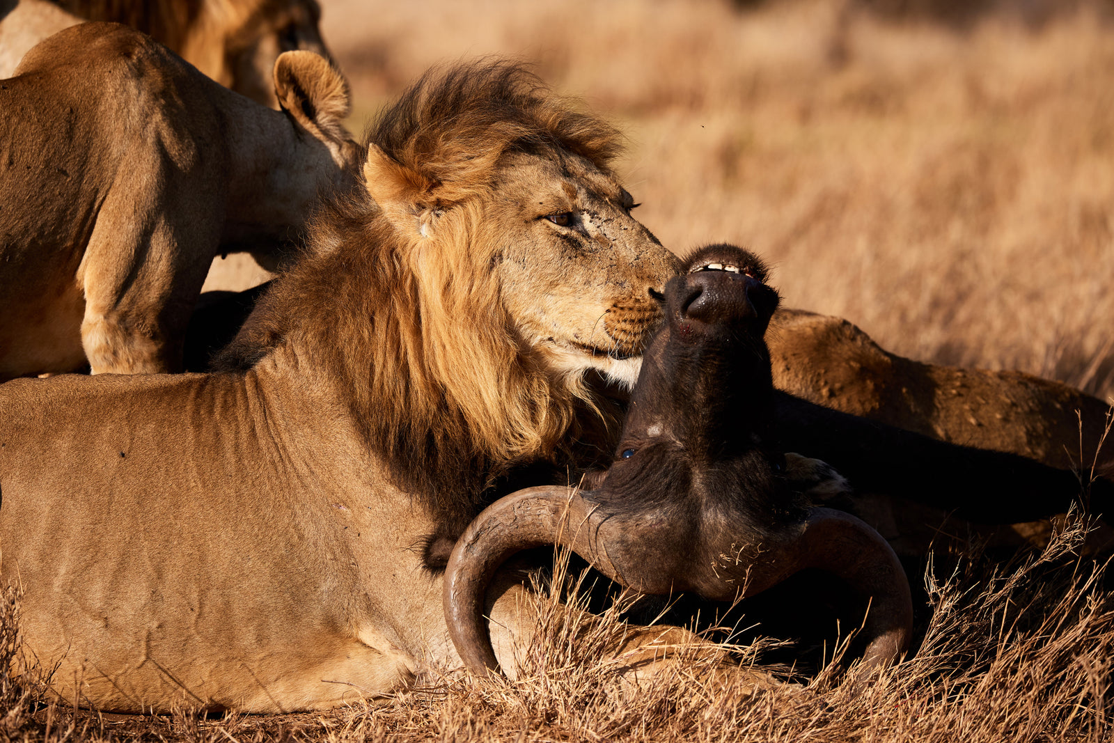 Male lion lying beside a buffalo kill, nuzzling the horns in golden light