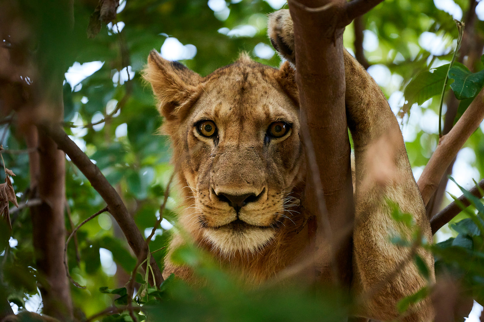 Lioness looking directly at camera through green leaves and branches in a tree