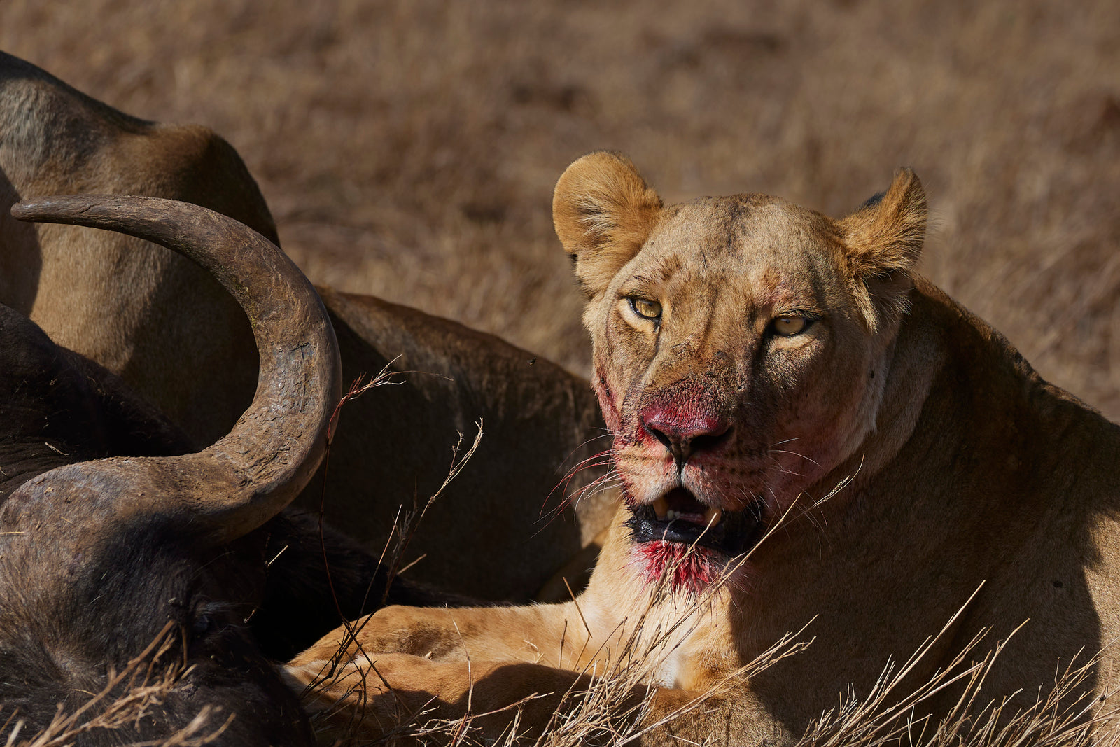 Lioness beside a buffalo kill, blood-stained face looking directly at camera