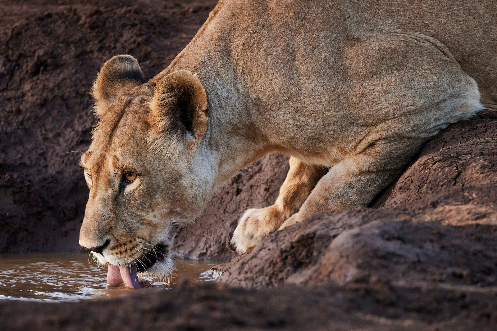 Lioness drinking from a river in profile, crouched low on a muddy bank