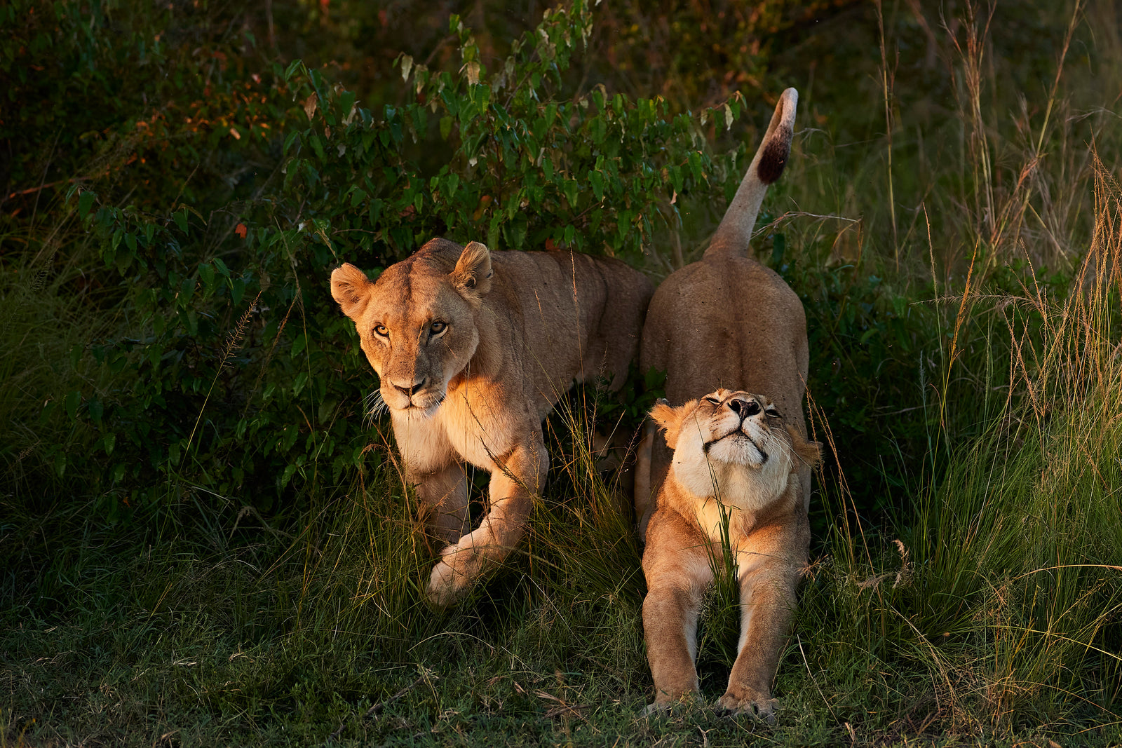 Two lionesses walking together in golden evening light, one nuzzling the other