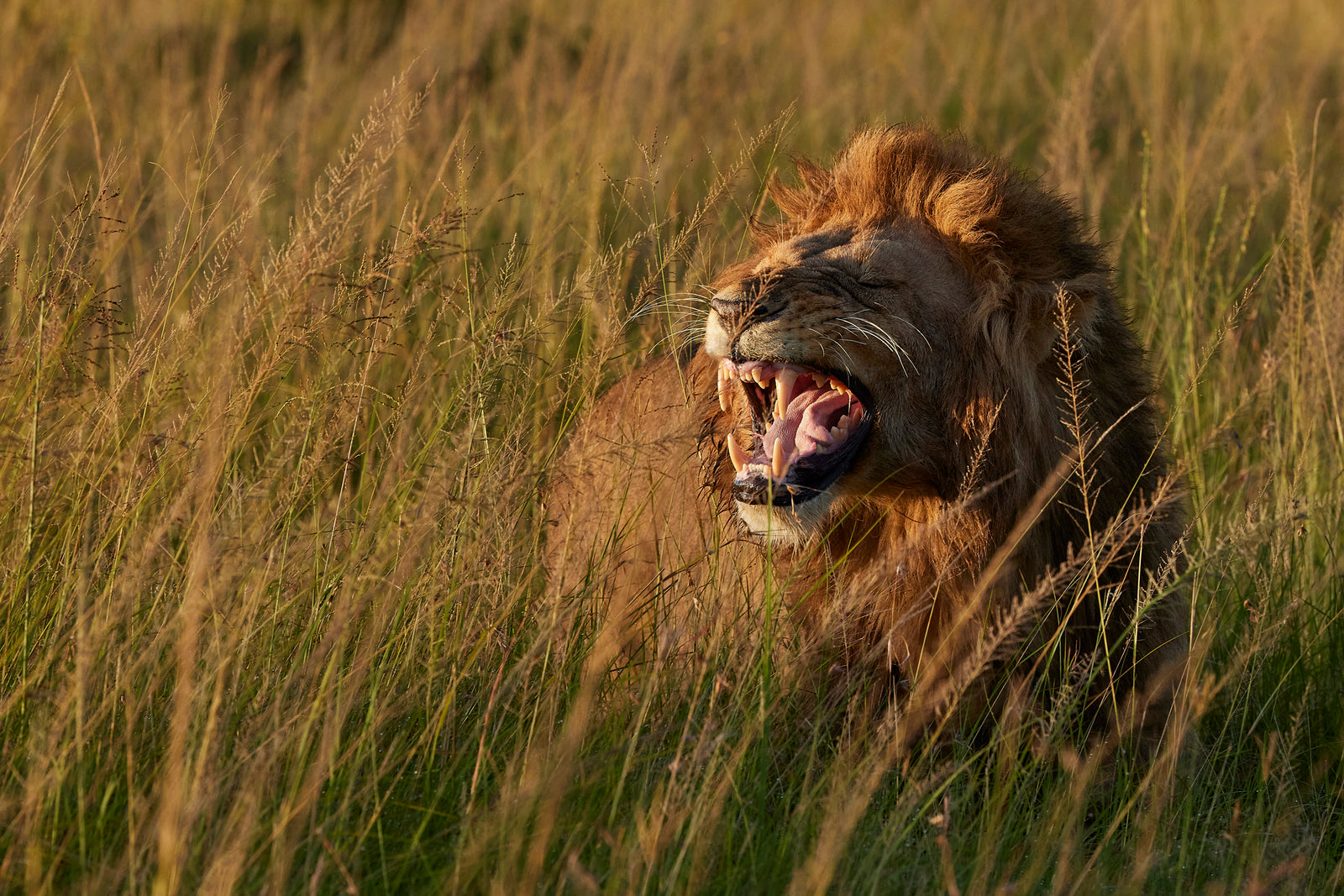 Male lion yawning wide in tall golden grass, mane catching the light