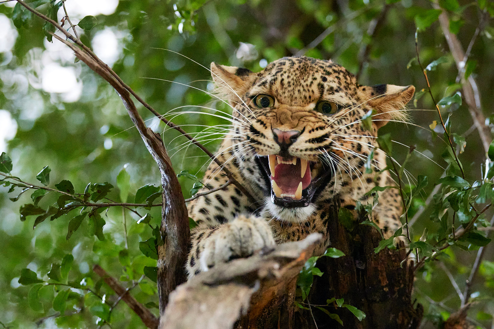 Leopard snarling from a tree branch, teeth bared and paw extended, green foliage