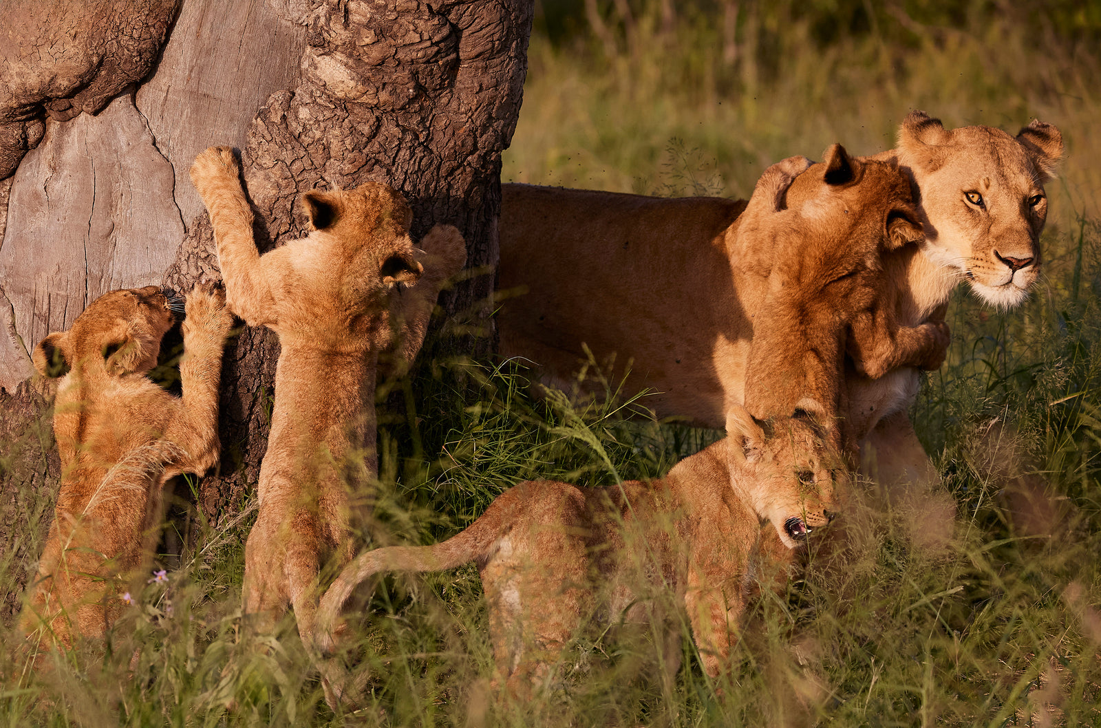 Lioness with four young cubs playing around her beside a large tree