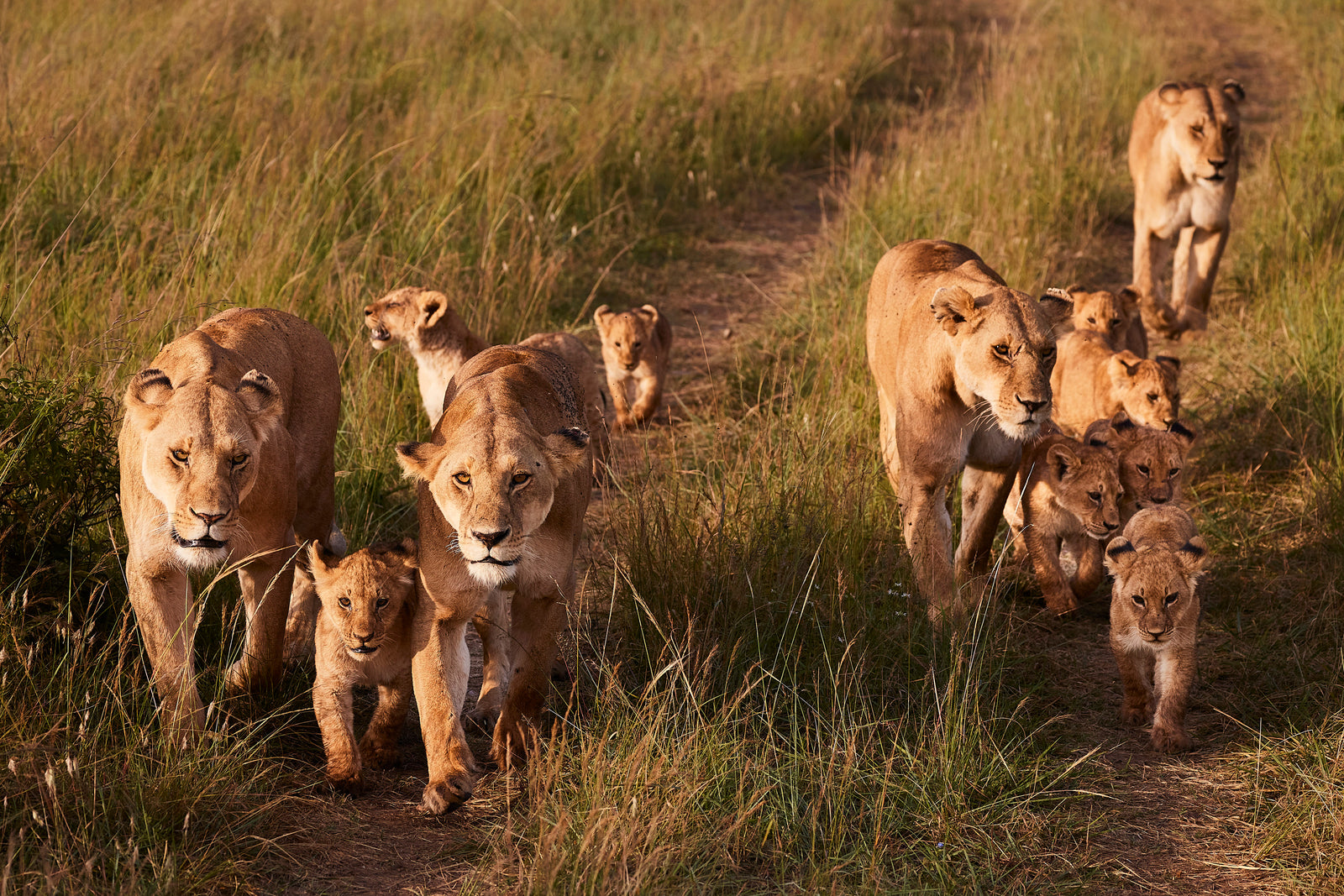 Pride of lionesses and cubs walking towards camera along a path through grass