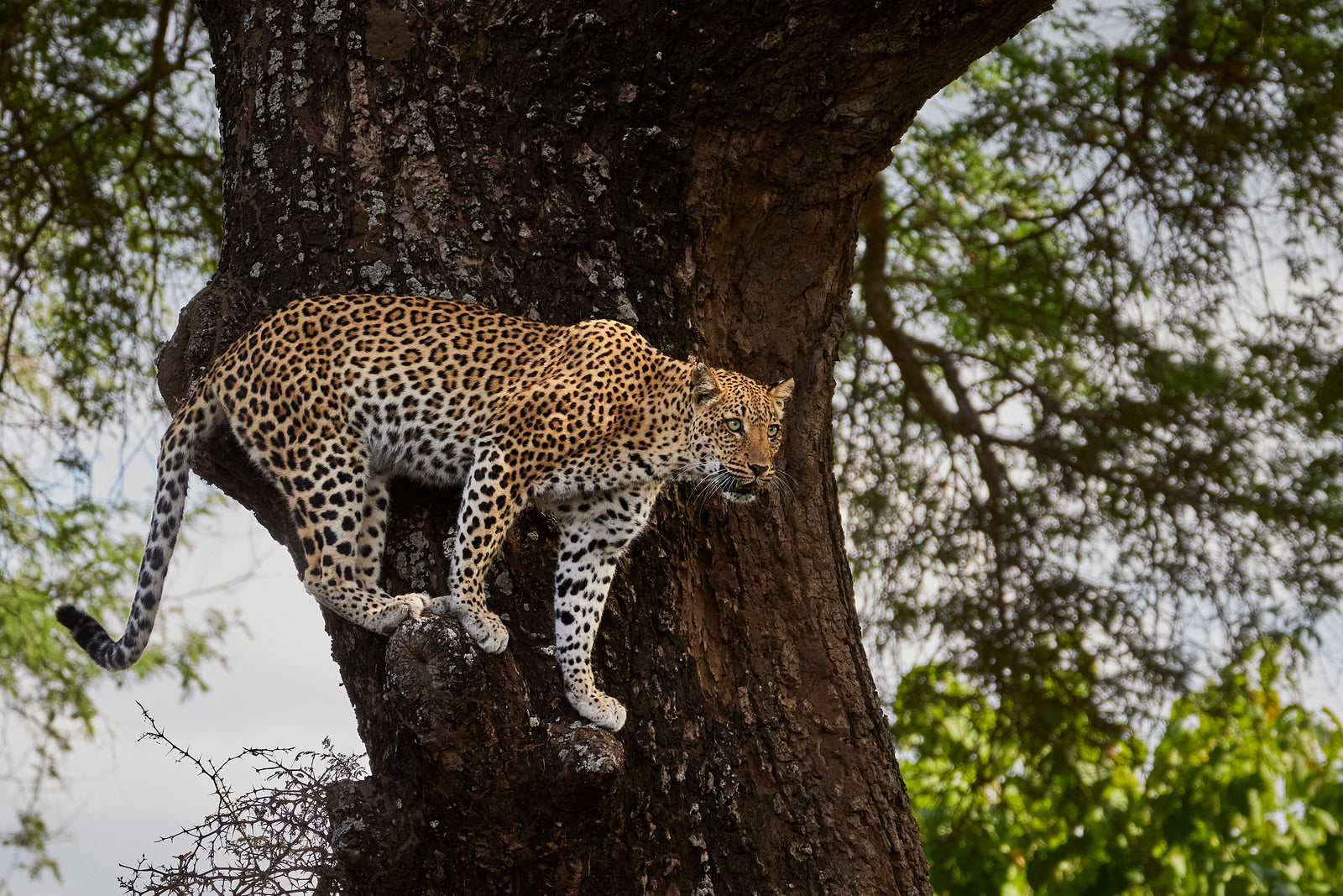 Leopard descending a large tree trunk, body stretched full length against the bark