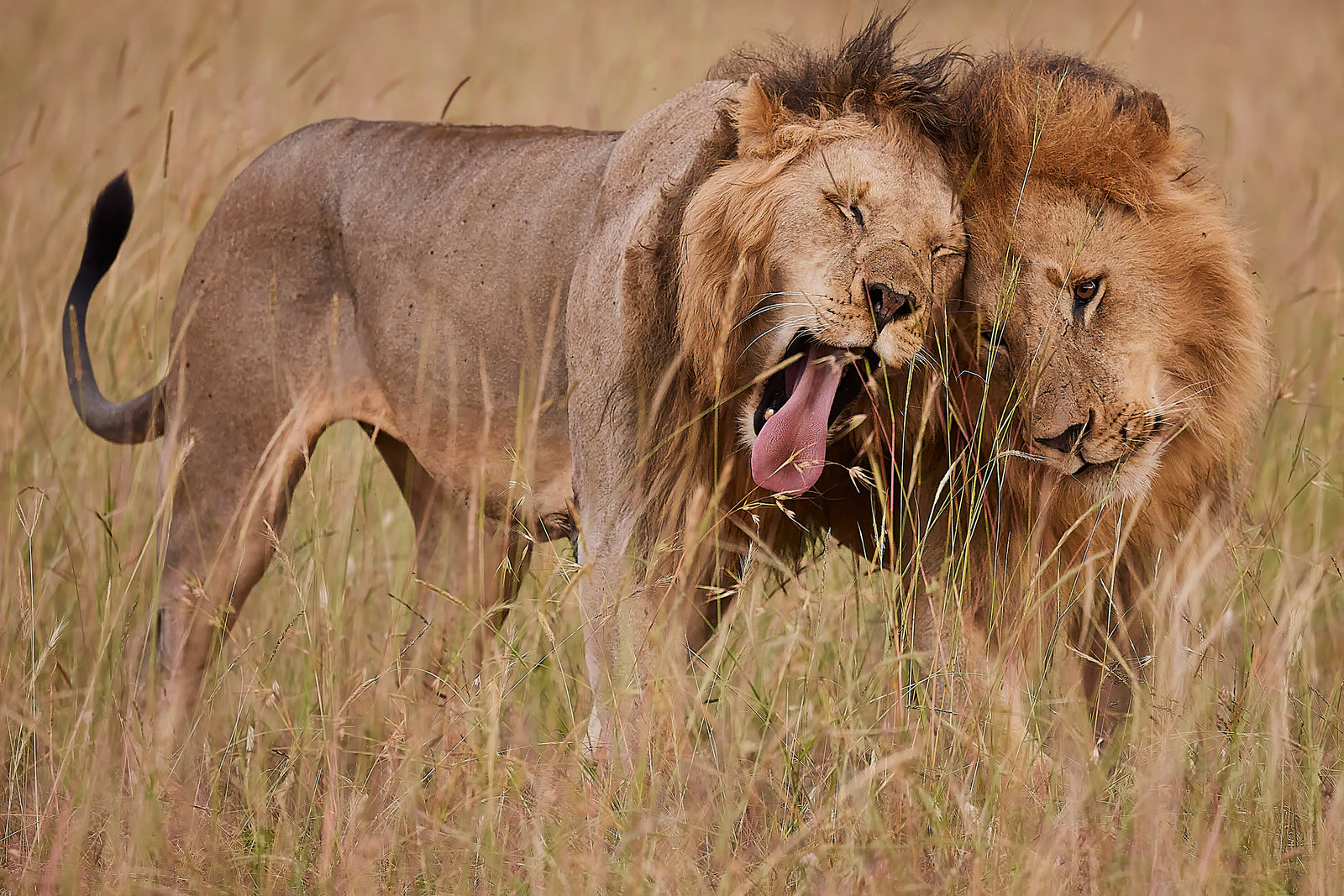 Two male lions walking side by side through tall grass, heads pressed together
