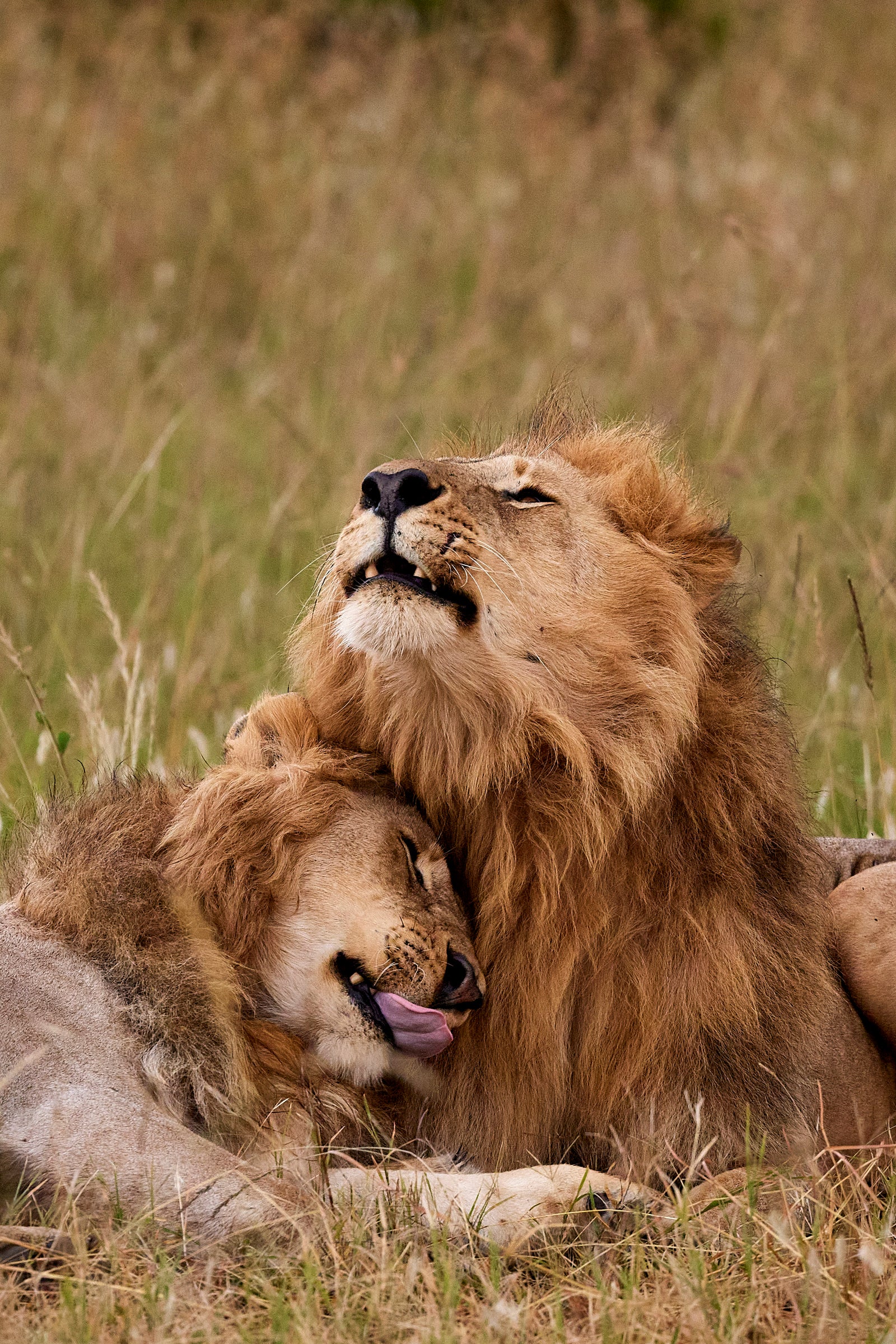 Two male lions resting together, one with head tilted back, close affectionate pose