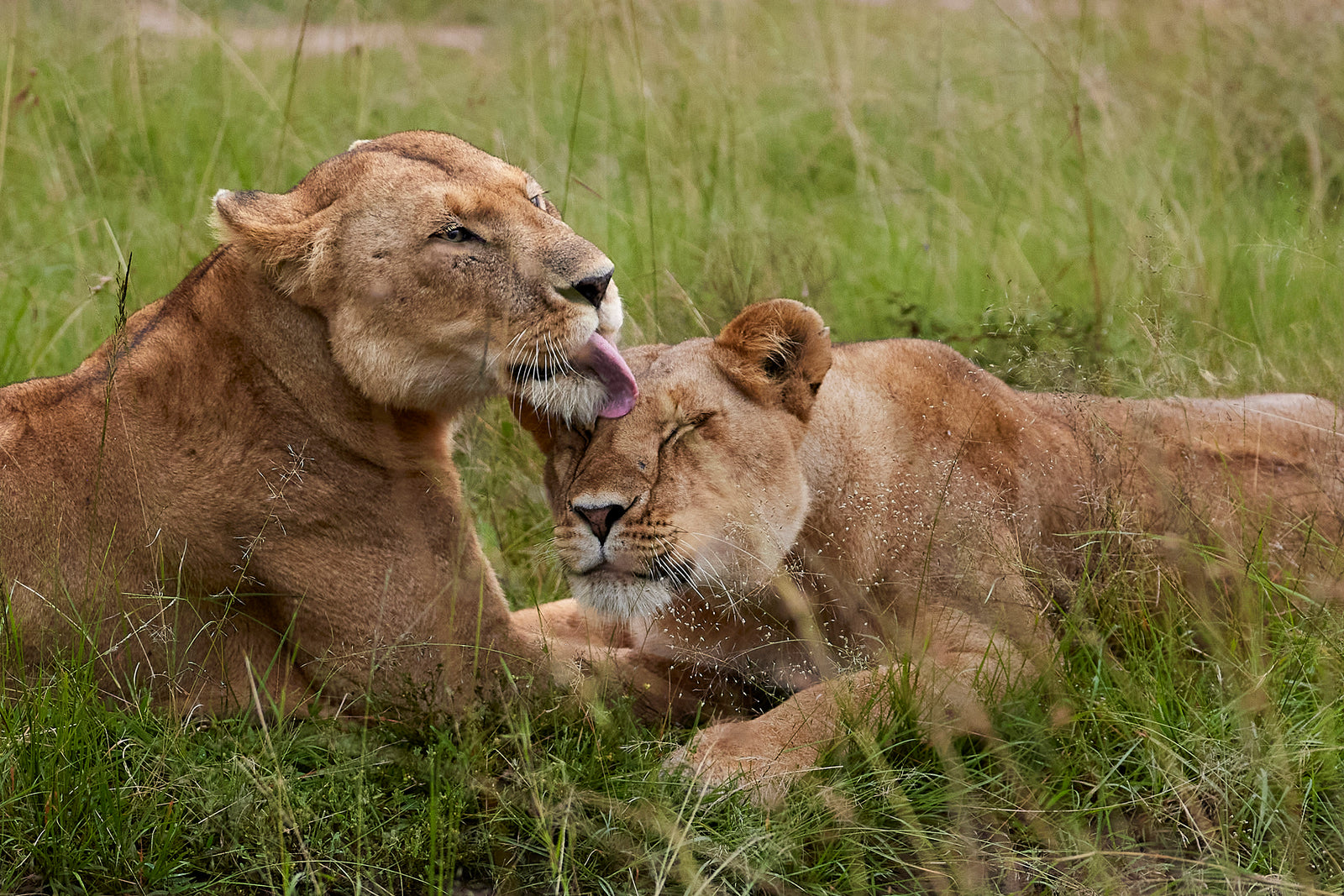 Lioness grooming a younger lion, licking the top of its head in green grass