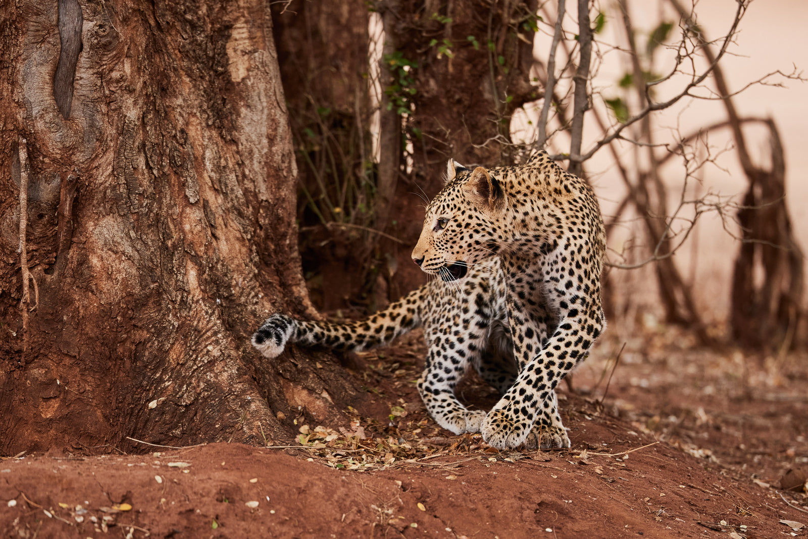 Leopard sitting alert beside a large tree trunk on red earth