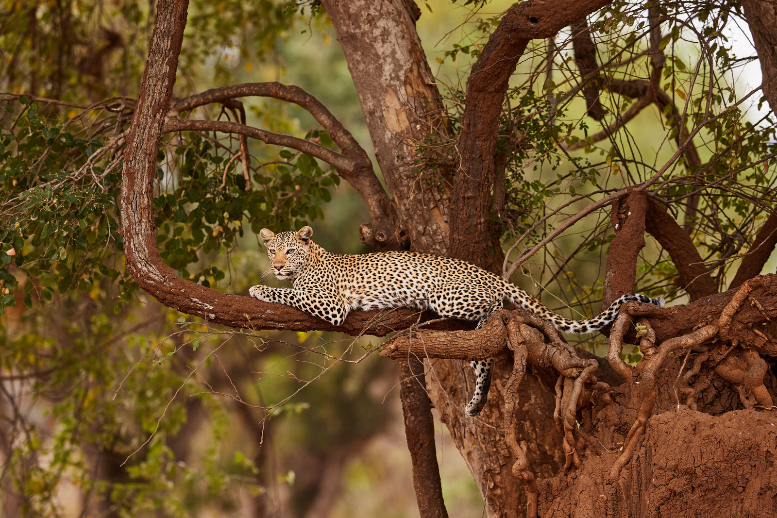 Leopard lying along a tree branch, looking directly at camera, green woodland behind
