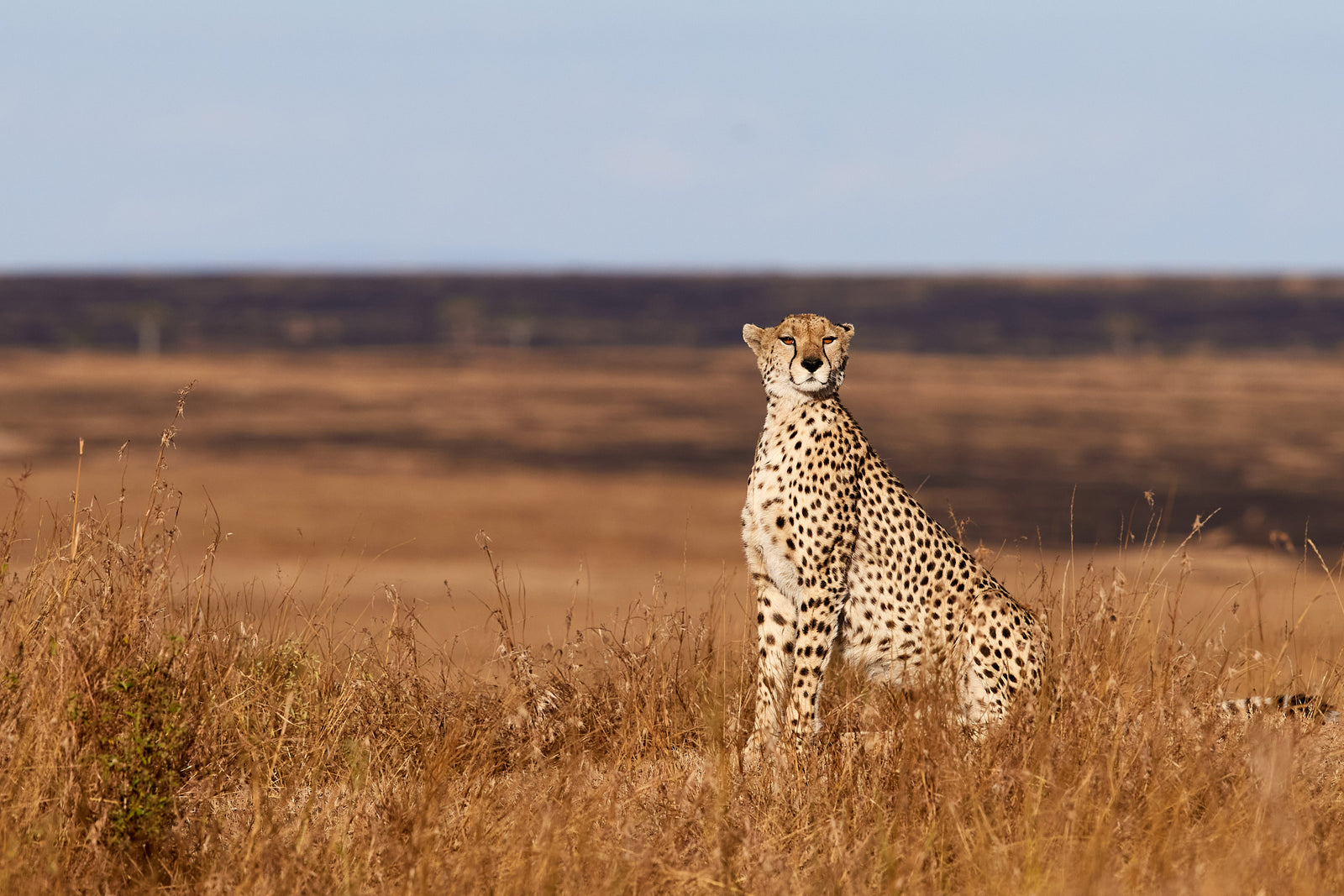 Cheetah sitting upright in open grassland, scanning the horizon under a clear sky