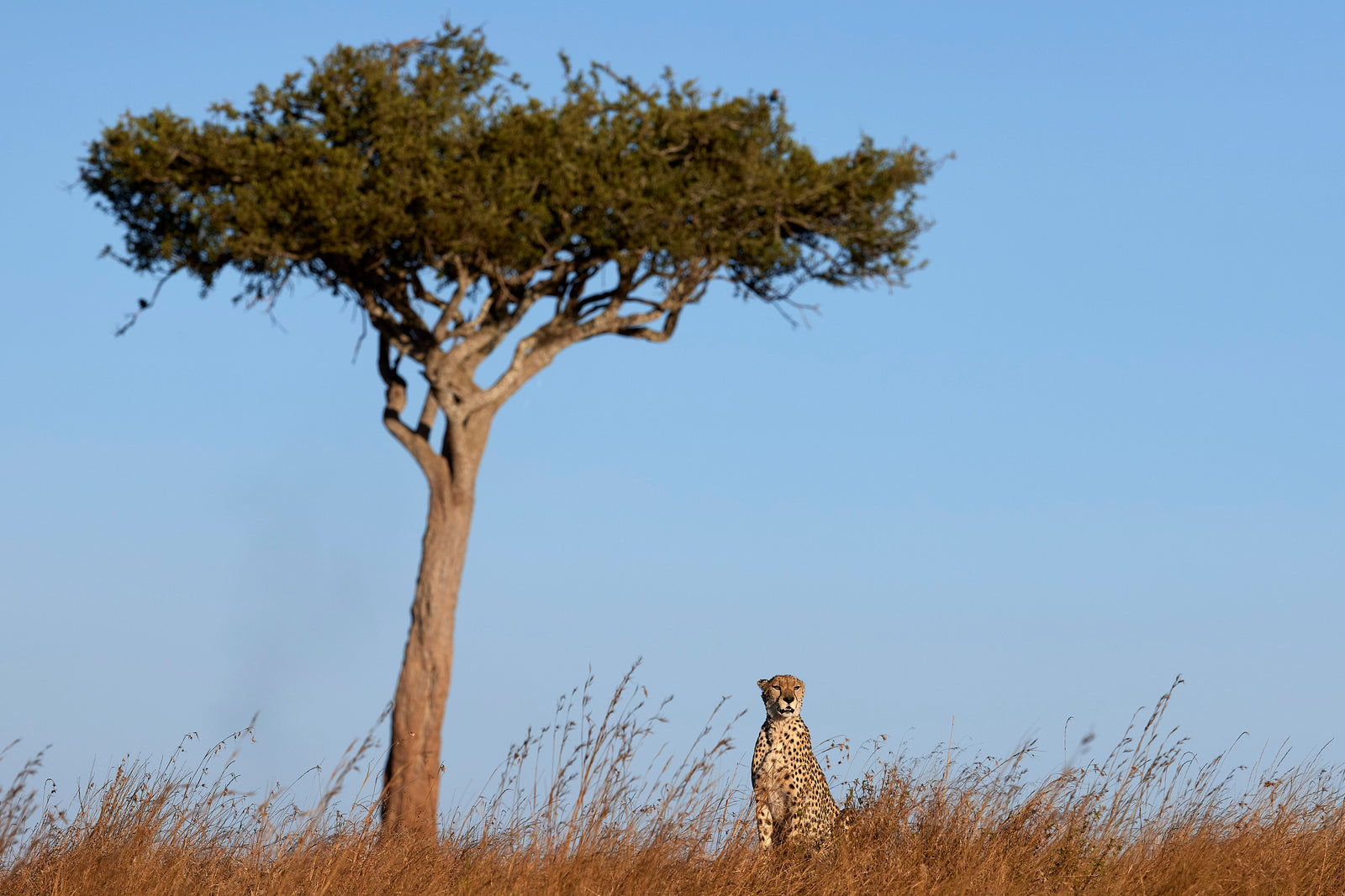 Cheetah sitting in tall grass beside a lone acacia tree against a blue sky
