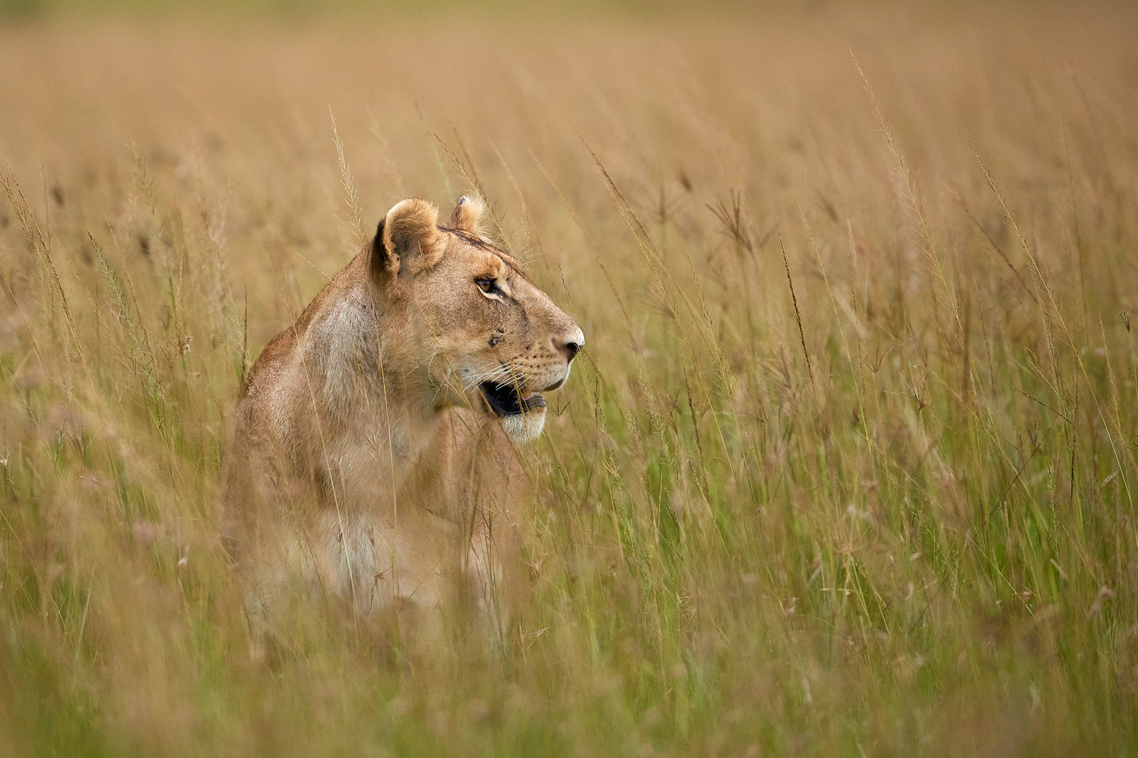 Lioness in profile emerging from tall grass, alert and focused