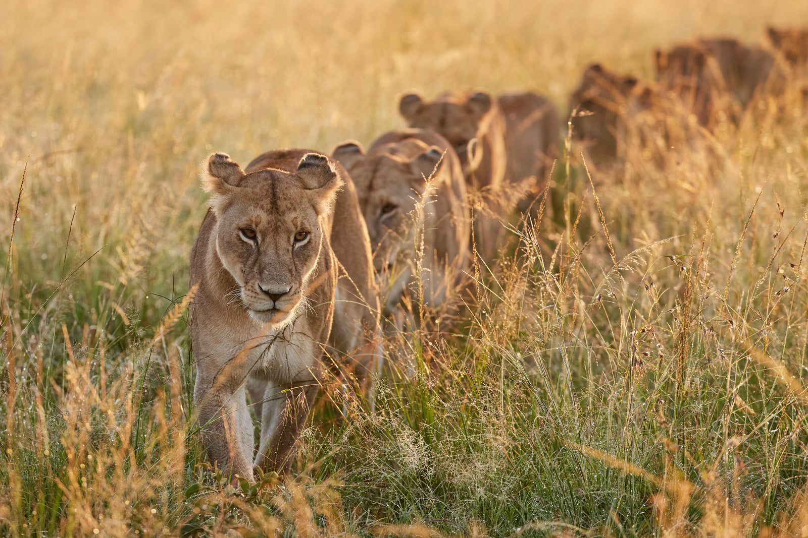 Pride of lionesses walking in single file through golden grass in warm evening light
