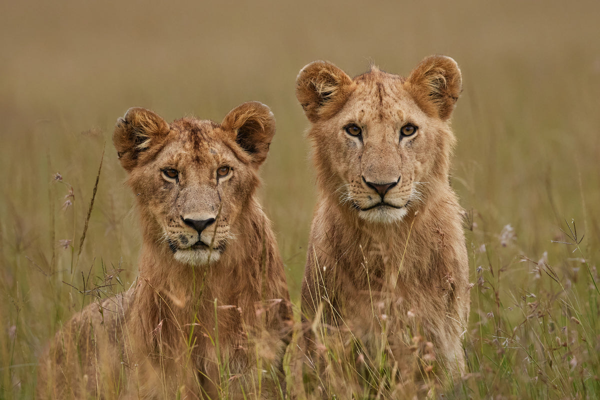 Big Cats