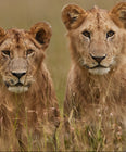 Big Cats