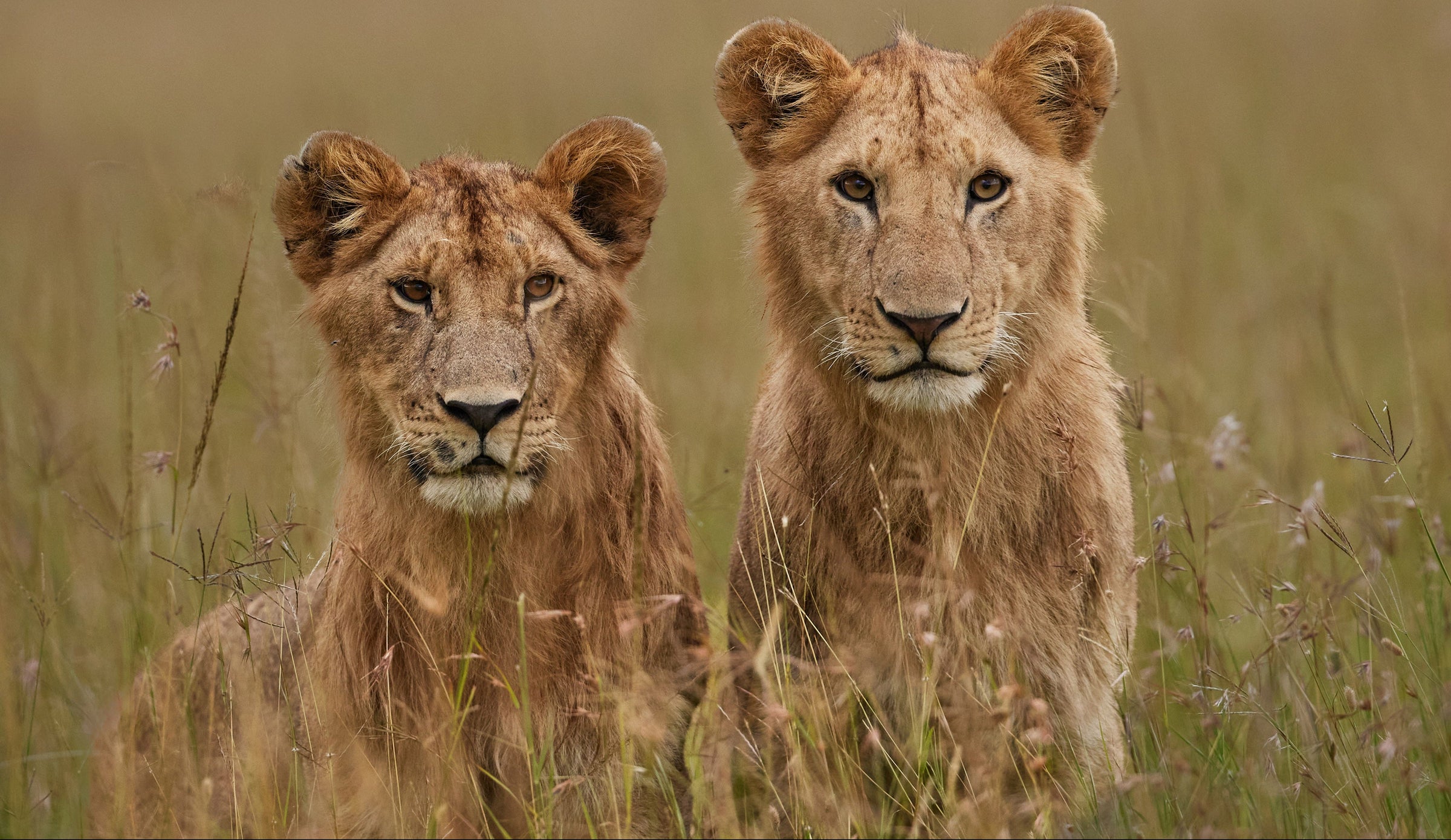 Big Cats