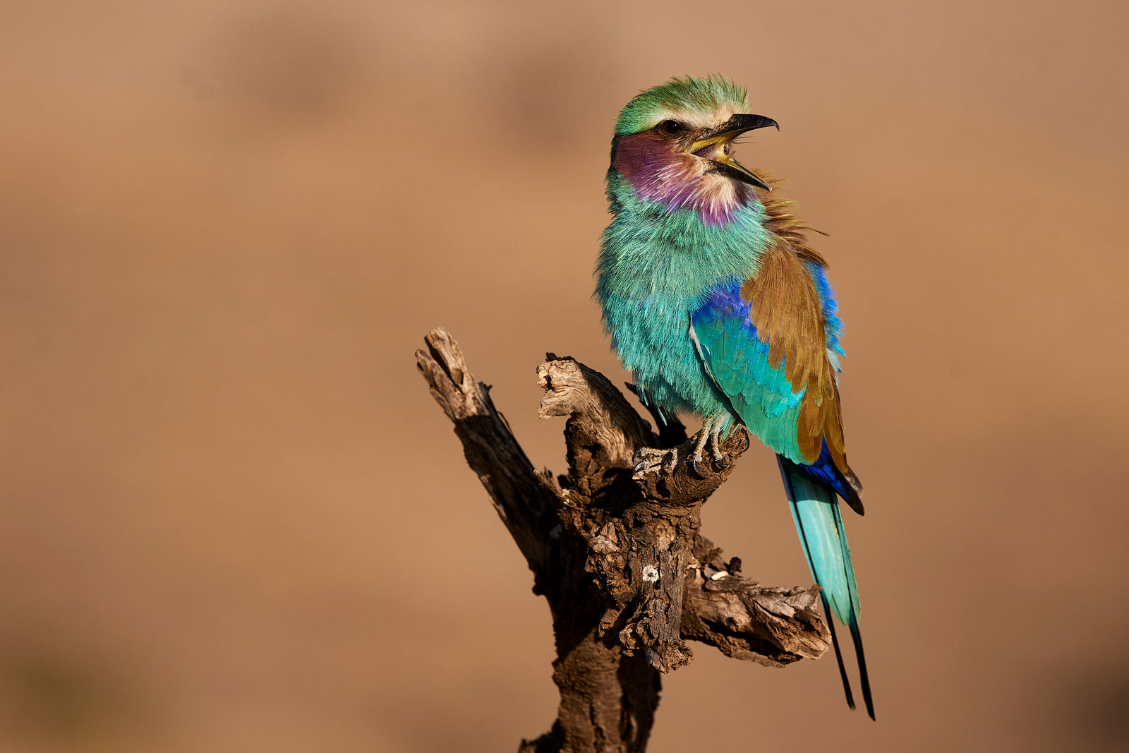 Lilac-breasted roller with ruffled plumage perched on a gnarled stump, warm earth-toned background
