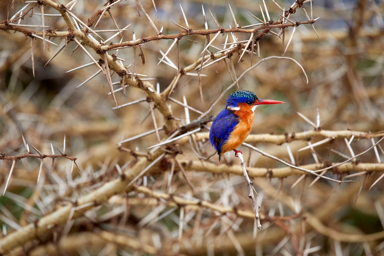 Malachite kingfisher perched on a thorn branch amid acacia thorns, vivid blue and orange plumage