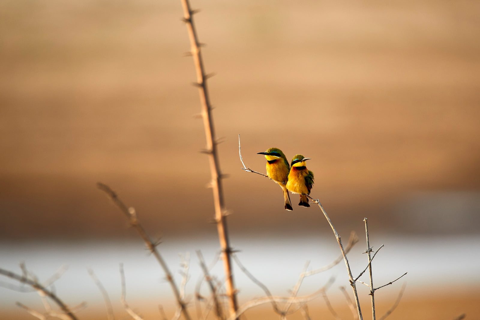 Two little bee-eaters sitting side by side on a thin twig in warm golden light