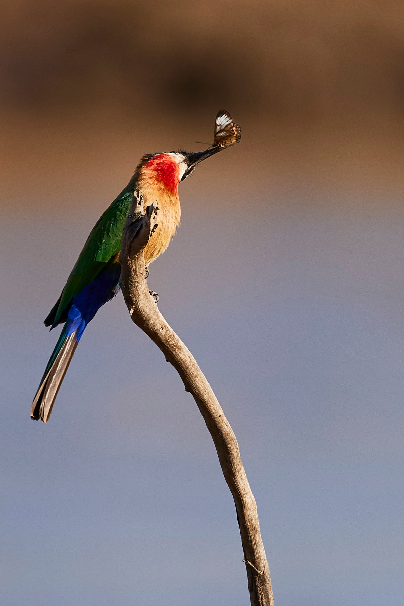 White-fronted bee-eater perched on a branch with a butterfly caught in its beak