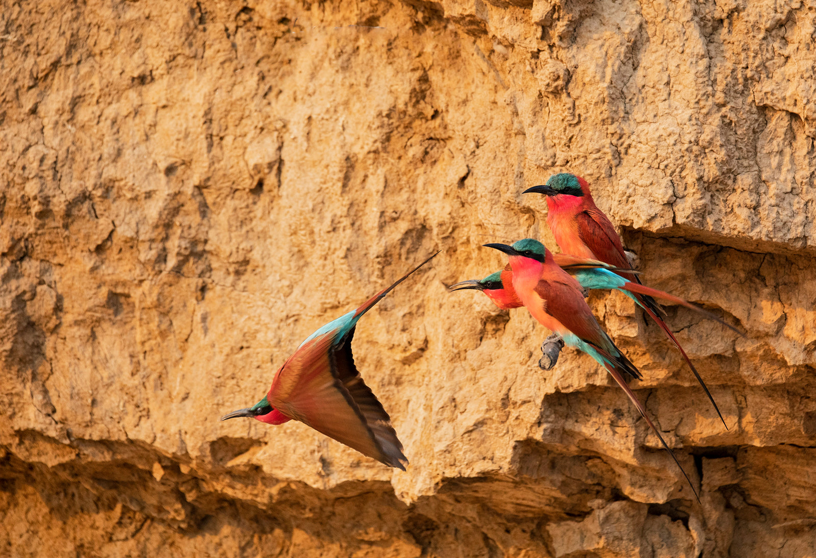 Three carmine bee-eaters at a sandy cliff face, one landing with wings spread