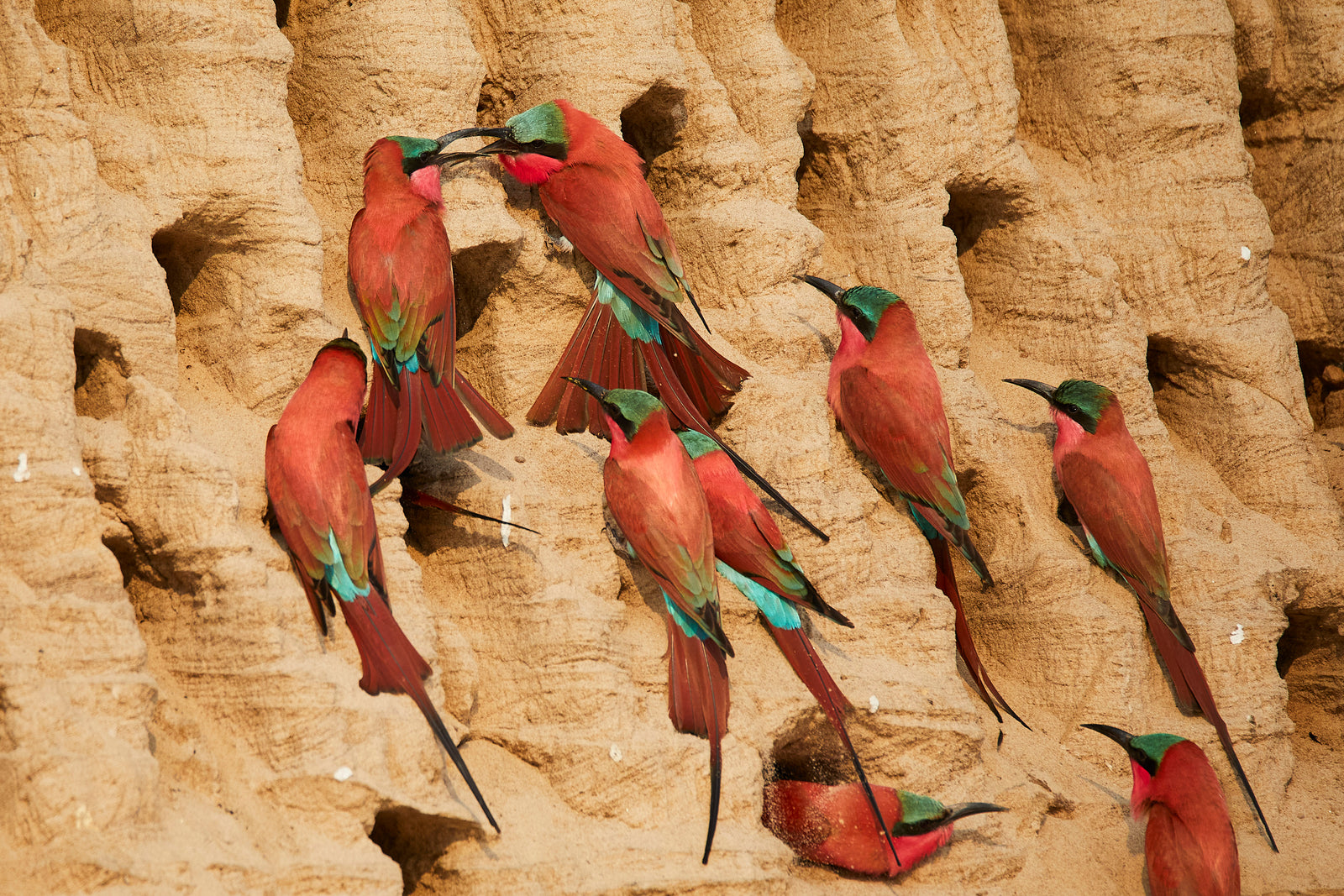 Colony of carmine bee-eaters clinging to a sandbank nesting wall