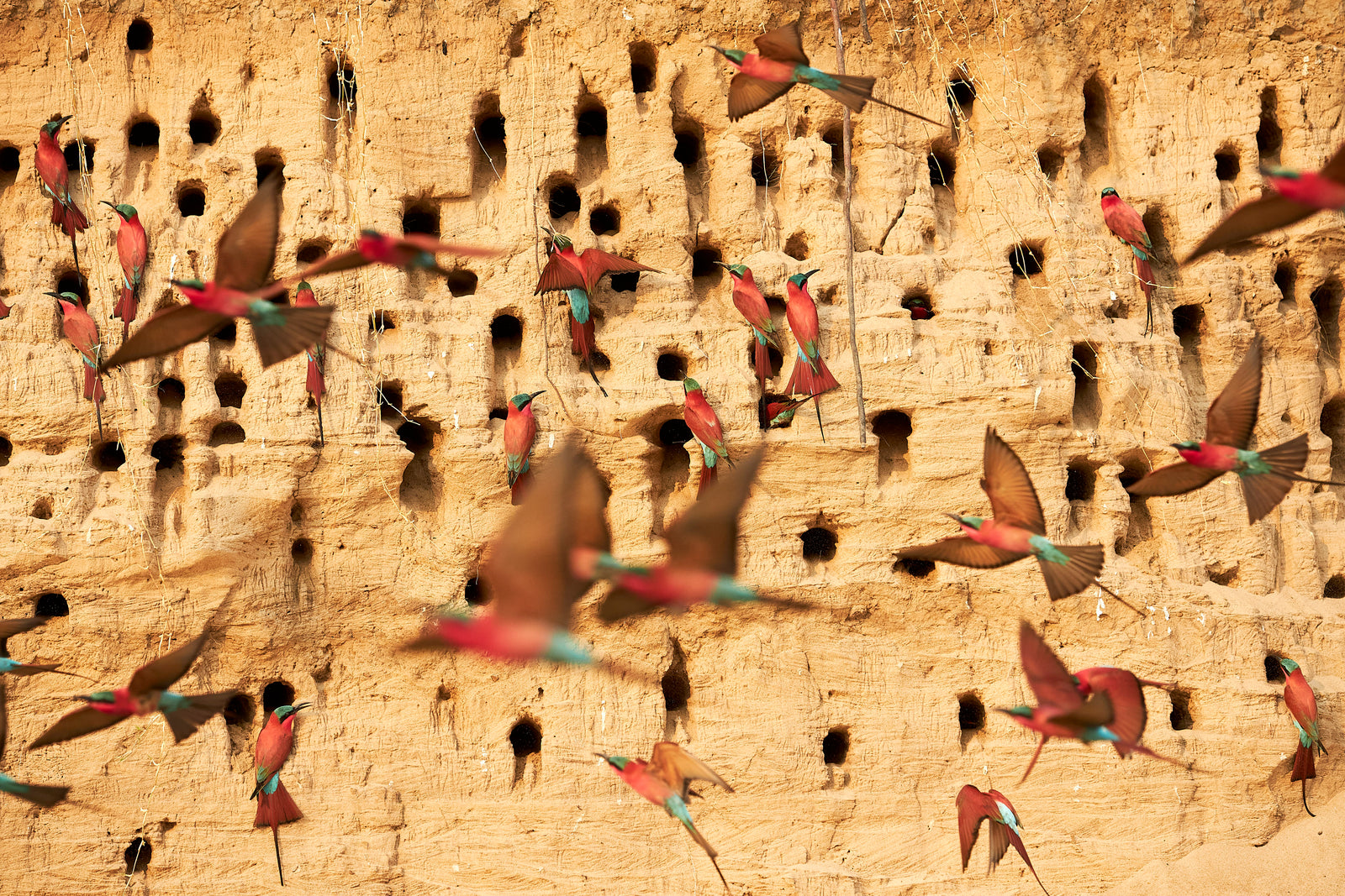 Flock of carmine bee-eaters in flight around their nesting holes in a sandy cliff